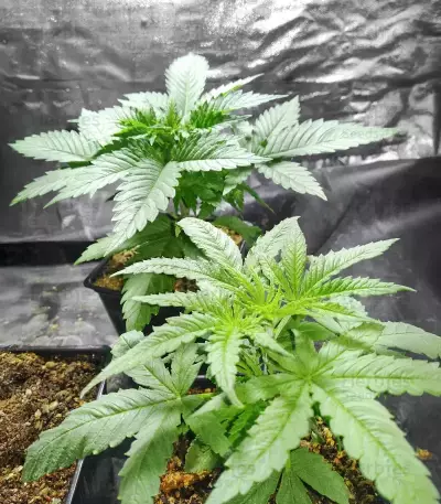 Humboldt Headband Feminized (Humboldt Seeds Company)