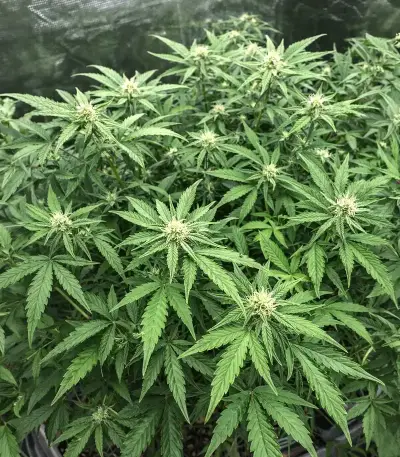 Graines de cannabis Hybrid X (Cream of the Crop Seeds)