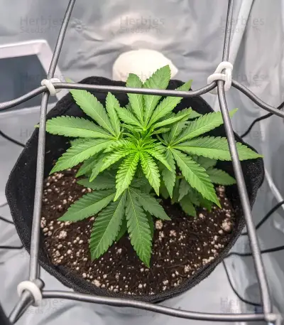 Ice Cream Haze Seeds