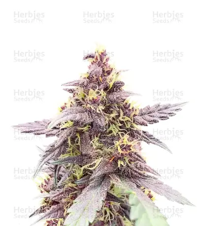 Indica Mix Pack Seeds From Herbies Seeds