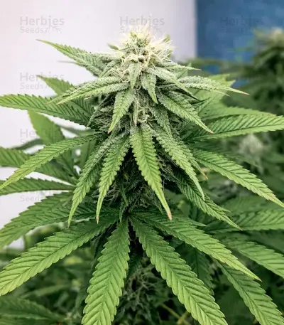 Kong's Krush Seeds