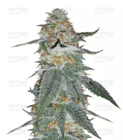 Larry OG Kush (Cali Connection Seeds)