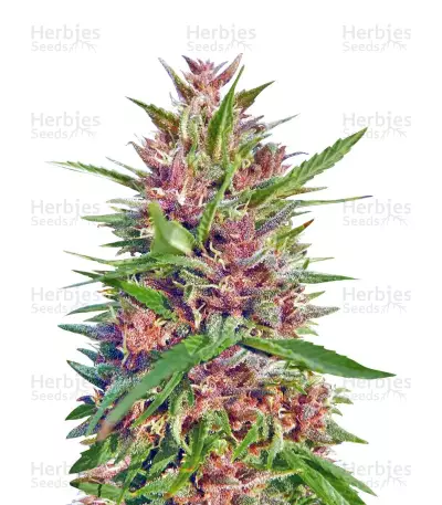 Malawi x PCK Regular (Ace Seeds)
