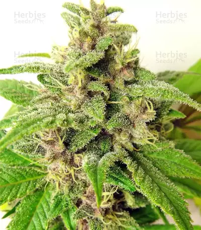 Graines de cannabis Malawi x PCK Regular (Ace Seeds)