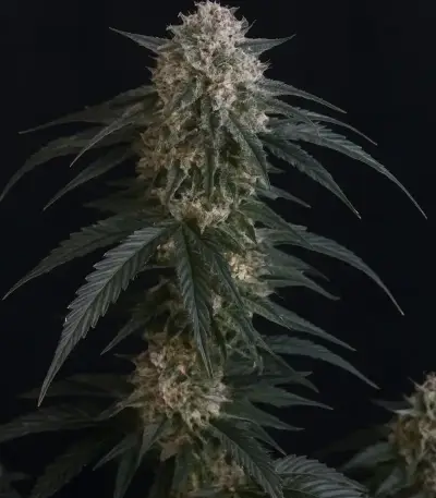 Sementes Feminizadas de Mango Frost Auto (Fast Buds)