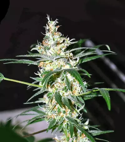 Panama D.C. Seeds