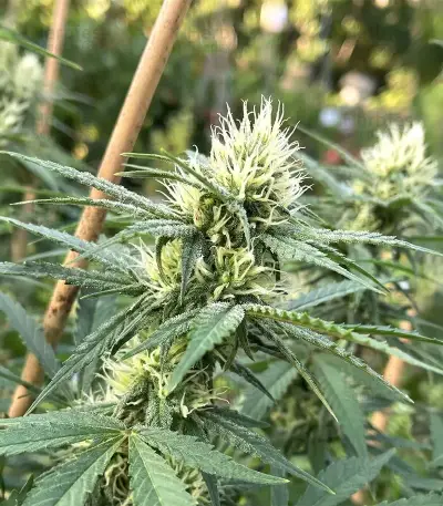 Psychotropic Mass feminized seeds