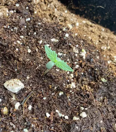 Graines de Purple Juice Auto (Herbies Seeds)