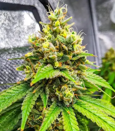 Section 781 Fast Flowering Seeds (Blimburn x Herbies)