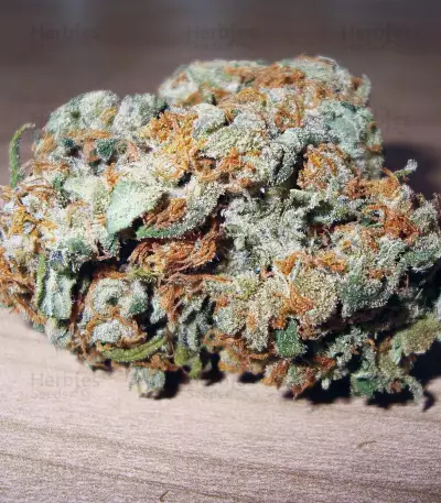 Silver LA Seeds