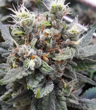 Smurfberry Auto feminized seeds