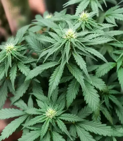Solomatic Auto CBD Seeds
