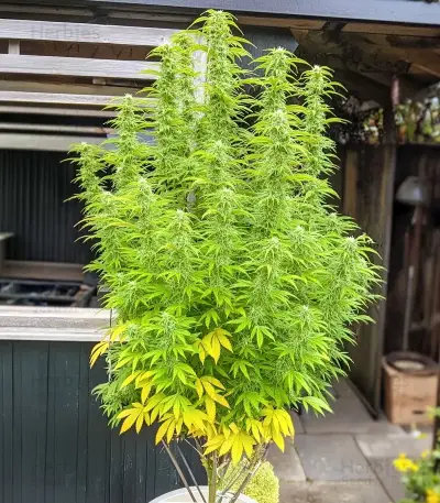 Trainwreck Seeds
