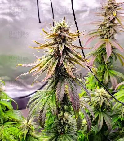 Tropicana Cookies Purple Seeds