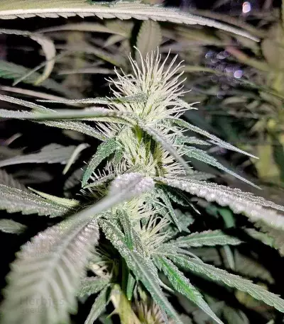 Semi femminizzati Supreme Kush CBD