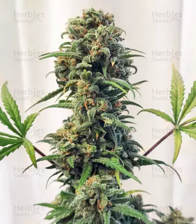Trainwreck Fast Version (Seedkeepers)