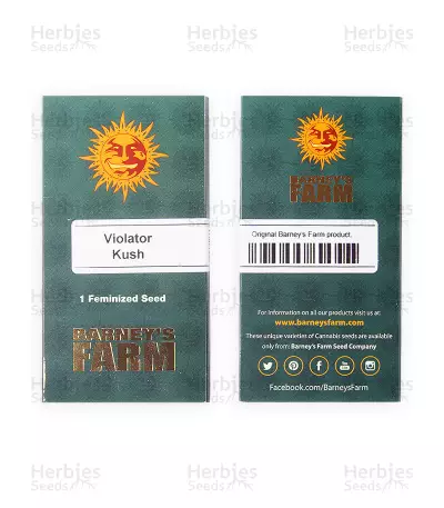 Violator Kush feminized seeds