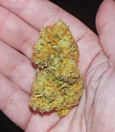 Vitality Feminized Seeds (AlphaFem Seeds)