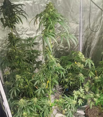 Wedding Cake x Triple OG feminized seeds
