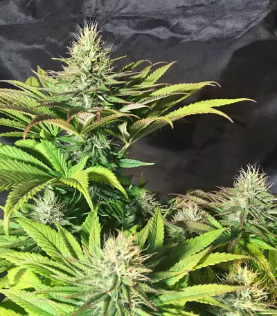 Tatanka Pure CBD feminized seeds (Royal Queen Seeds)