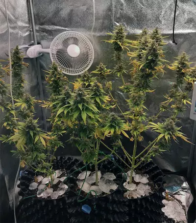 Ayahuasca Purple