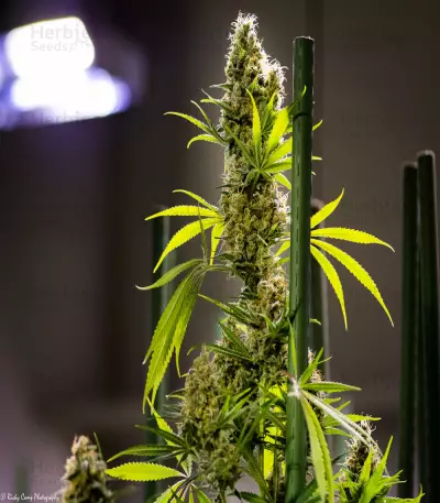 Apollo Haze regular strain