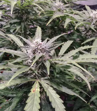 AK-48 Automatic Seeds