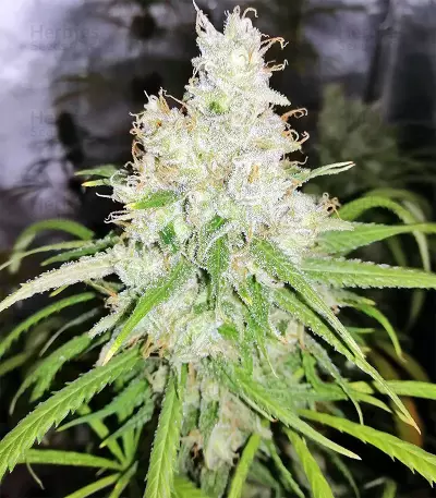 Amnesia Seeds (Seedstockers)