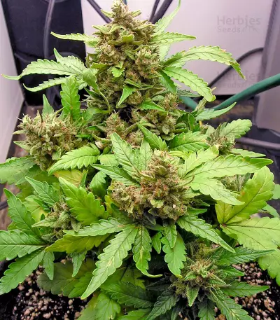 Graines de cannabis Auto Blues (Mephisto Genetics)