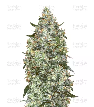 Buy Auto Critical Mass by Advanced Seeds