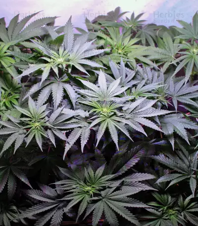 Big Head Confidential Seeds