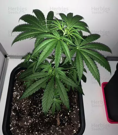 Big Stilton Auto (Big Head Seeds)
