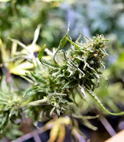 Black Destroyer feminized seeds