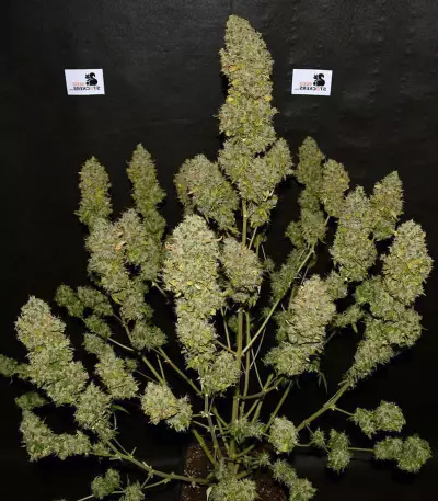 Blackberry Gum Autoflower feminisierte Samen