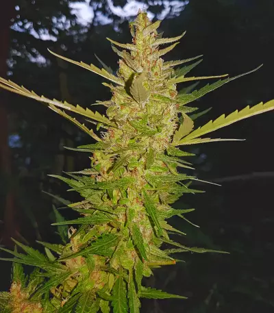 Blue OG strain