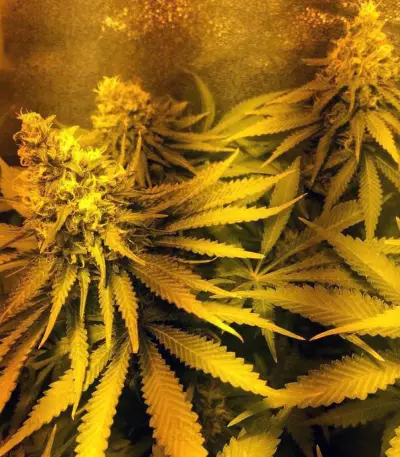 Blue Venom cannabis strain