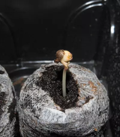 Brain Cake feminized seeds