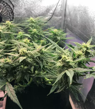 Bubble Bud (Blackskull Seeds)