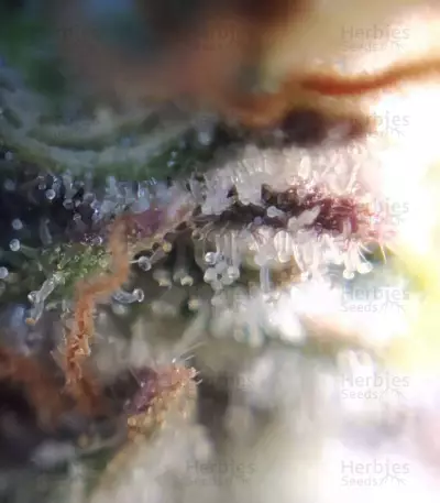 Graines de cannabis Bubblegum (T.H. Seeds)