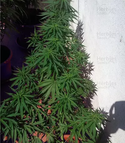 Caribe Regular seeds