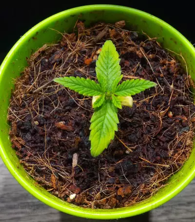 Graines de cannabis Dinamed CBD Plus (Dinafem Seeds)