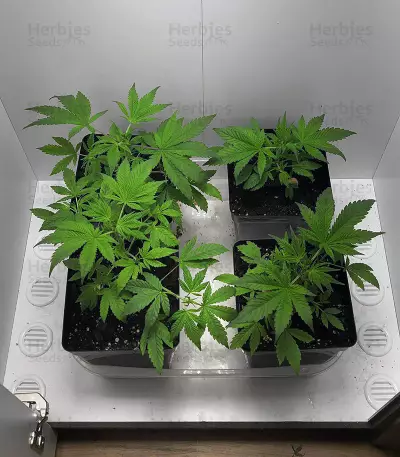 Graines de cannabis Dinamed CBD Plus (Dinafem Seeds)