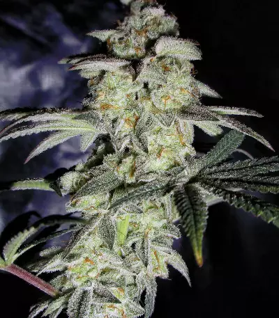 Do-Sweet-Dos feminized seeds