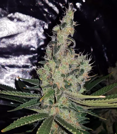 Double Glock Seeds
