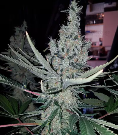 Double Glock Seeds