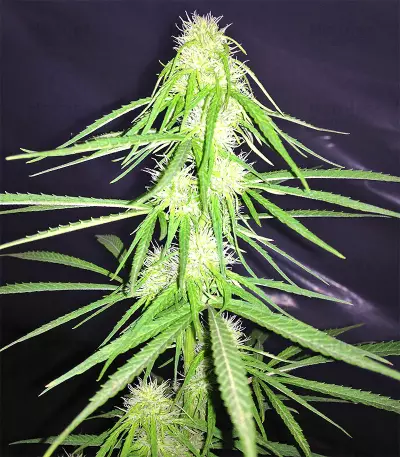 Durban Seeds (CannaBioGen)