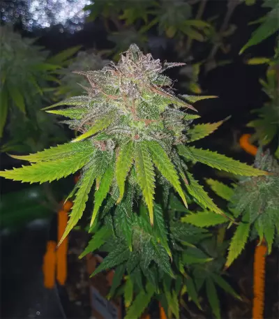 Gelato 41 feminized seeds (Seedstockers)