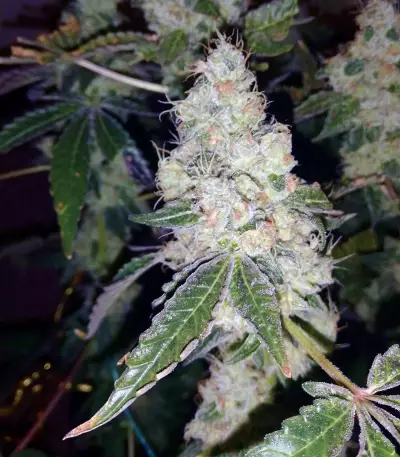 Girl Scout Cookies Seeds (Blimburn Seeds)