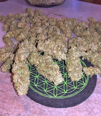 Semi femminizzati di Gorilla × White Widow