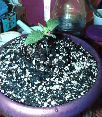 Gorilla Seeds (00 Seeds)